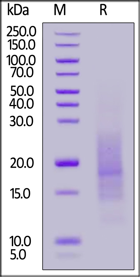 Biotinylated Human Nectin-4 (154-243), His,Avitag (Cat. No. NE4-H82Ec) SDS-PAGE gel