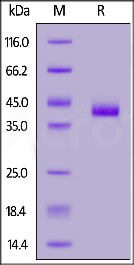 FITC-Labeled Human Nectin-4, His Tag (Cat. No. NE4-HF2H3) SDS-PAGE gel
