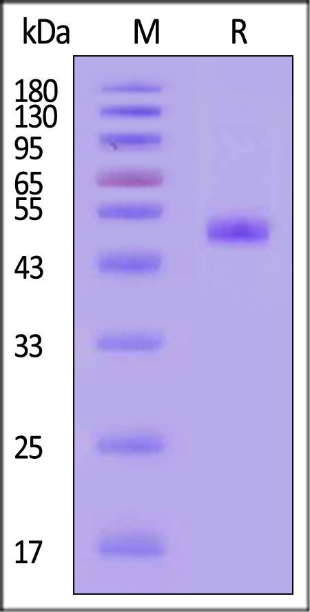 Neuraminidase (NA) SDS-PAGE
