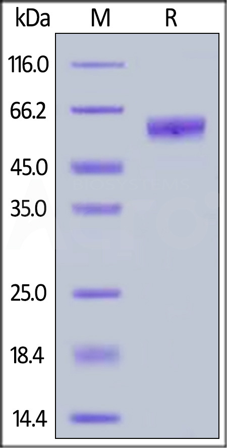 Human NKG2A, Fc Tag (Cat. No. NKA-H526c) SDS-PAGE gel