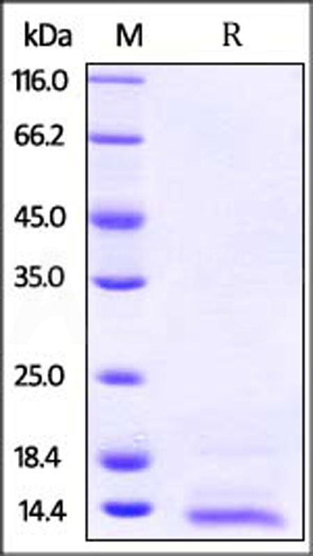 Human Neuregulin-4, His Tag (Cat. No. NR4-H52H3) SDS-PAGE gel