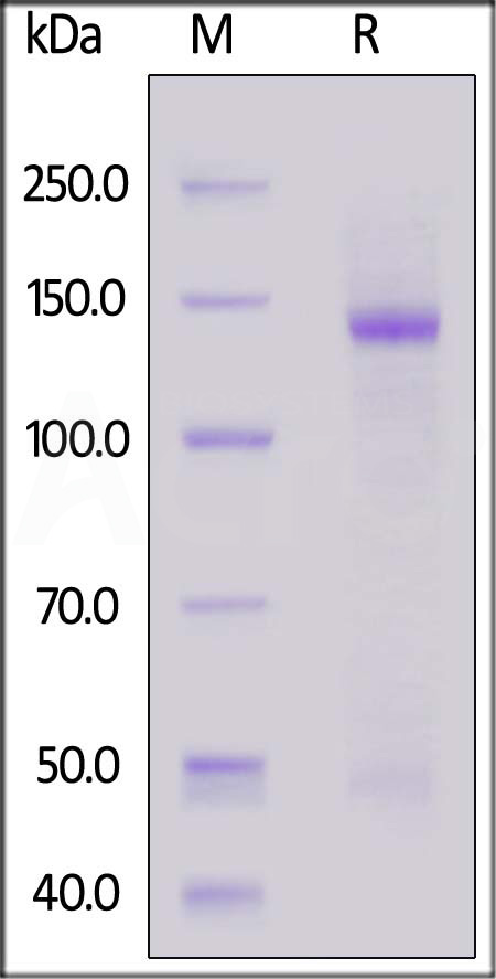 Human Nucleolin, Fc Tag (Cat. No. NUL-H5253) SDS-PAGE gel