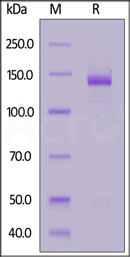 Human Nucleolin, Mouse IgG2a Fc Tag (Cat. No. NUL-H5254) SDS-PAGE gel