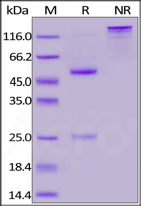Anti-SARS-CoV-2 Nucleocapsid Antibody, Mouse IgG1 (Cat. No. NUN-S46) SDS-PAGE gel
