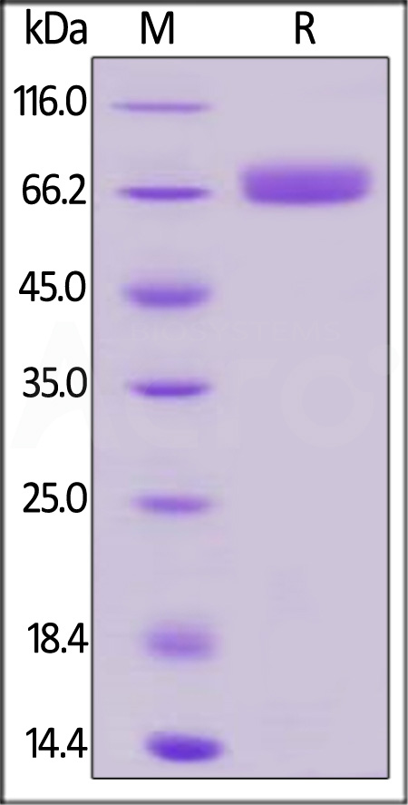 Biotinylated Human CD200, Fc,Avitag (Cat. No. OX2-H82F1) SDS-PAGE gel