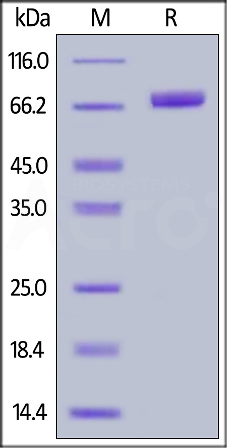 Biotinylated Human CD200, Fc (L234A, L235A, P329G),Avitag (Cat. No. OX2-H82F7) SDS-PAGE gel