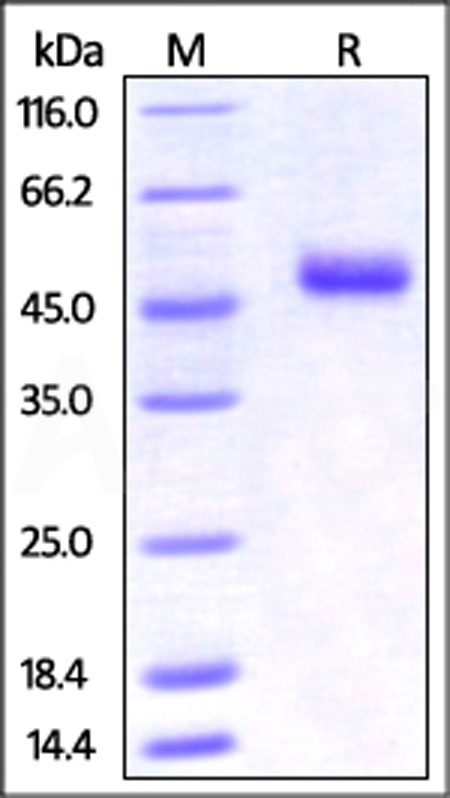Mouse OX40 Ligand, Fc Tag (Cat. No. OXL-M526x) SDS-PAGE gel