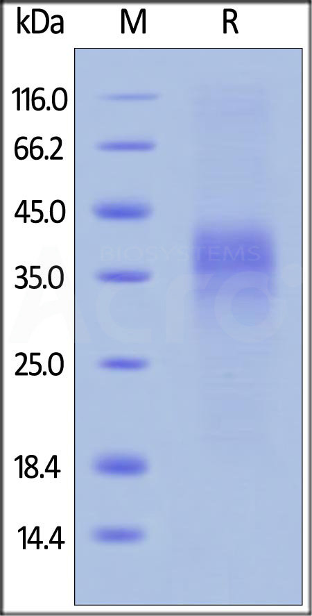 Cynomolgus PD-1, His Tag (Cat. No. PD1-C5223) SDS-PAGE gel