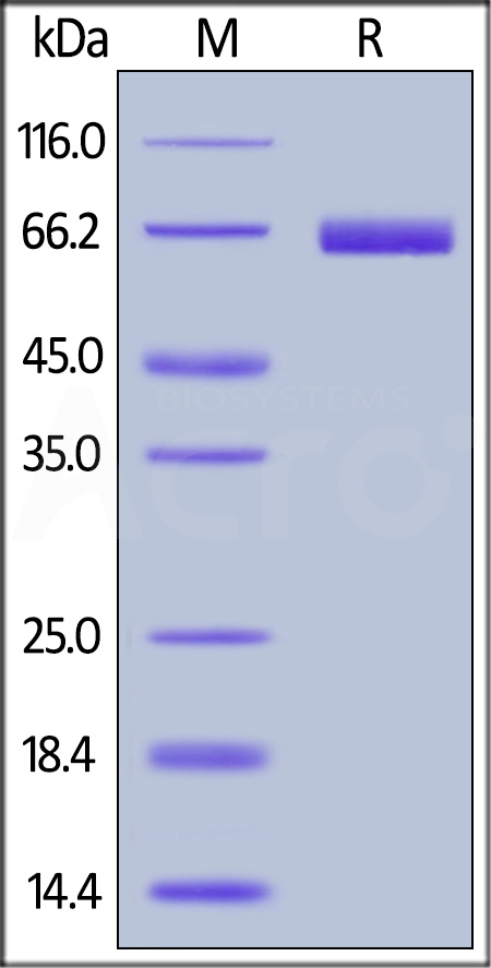 Cynomolgus / Rhesus macaque PD-L1, Fc Tag (Cat. No. PD1-C5253) SDS-PAGE gel