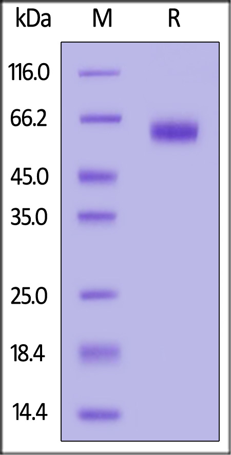 Cynomolgus PD-1, Fc Tag (Cat. No. PD1-C5254) SDS-PAGE gel