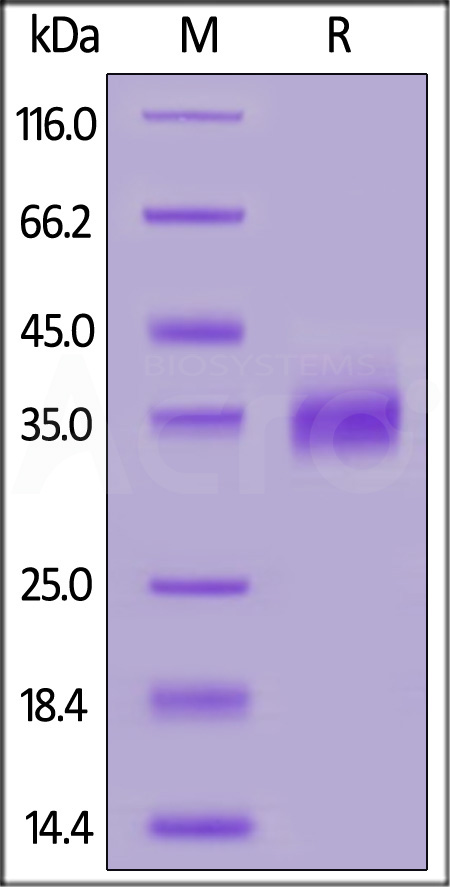 Cynomolgus / Rhesus macaque PD-L1, His Tag (Cat. No. PD1-C52H4) SDS-PAGE gel