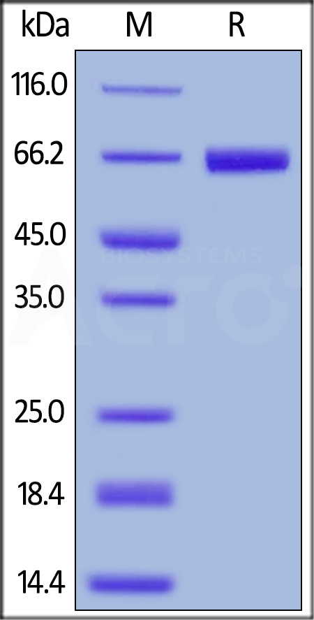 Human PD-L1, Fc Tag (Cat. No. PD1-H5258) SDS-PAGE gel