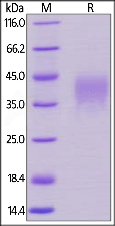 Biotinylated Human PD-1, Avitag,His Tag (recommended for biopanning) (Cat. No. PD1-H82E4) SDS-PAGE gel