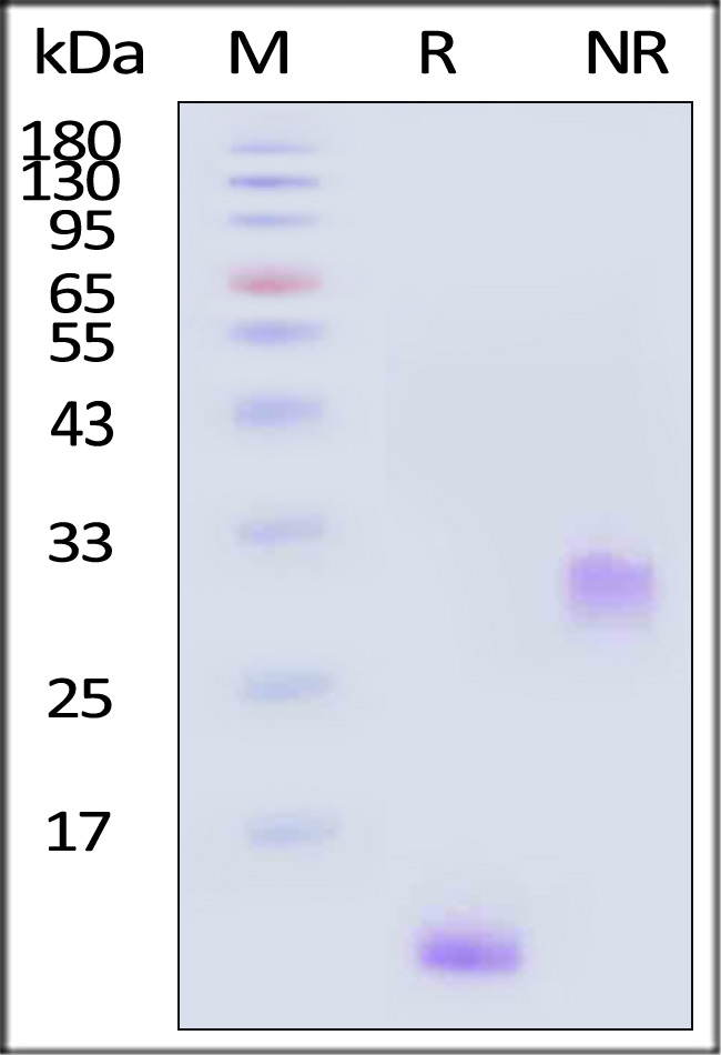 Human PDGF-BB, Tag Free (Cat. No. PDB-H4112) SDS-PAGE gel