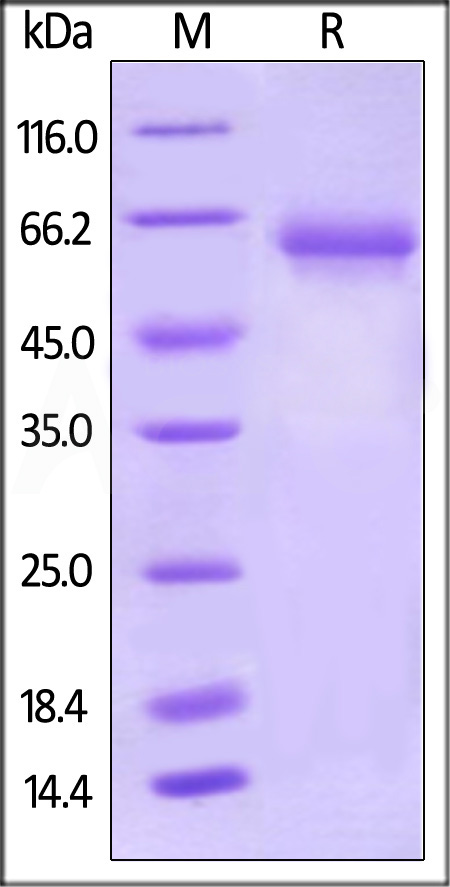 Biotinylated Human PD-L1, Fc,Avitag (Cat. No. PDL-H82F2) SDS-PAGE gel