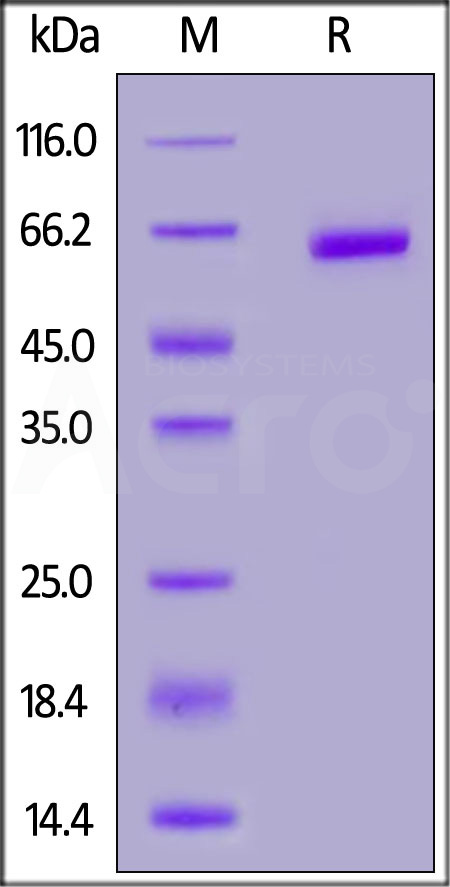 Human PLGF (19-221), Fc Tag (Cat. No. PGF-H5255) SDS-PAGE gel