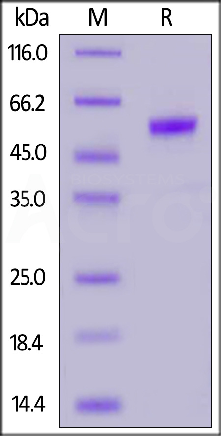 Human PLGF (19-149), Fc Tag (Cat. No. PGF-H5256) SDS-PAGE gel