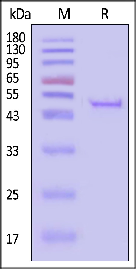 Poly(A) Polymerase SDS-PAGE