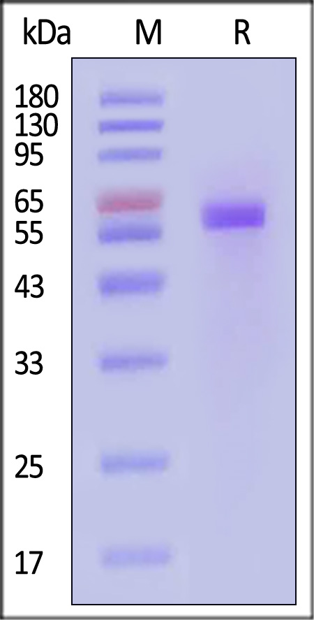 Pre-Fusion glycoprotein F0 SDS-PAGE