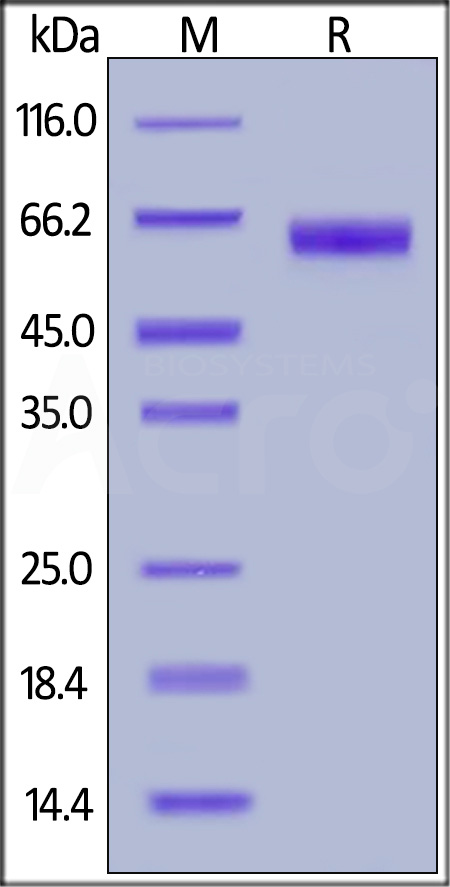 Human PROCR, Fc Tag (Cat. No. PRR-H5254) SDS-PAGE gel