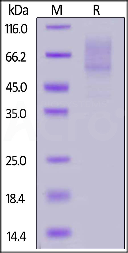 Biotinylated Human PSGL-1, His,Avitag (Cat. No. PS1-H82E4) SDS-PAGE gel