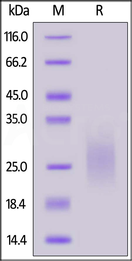 Biotinylated Mouse PSCA, His,Avitag (Cat. No. PSA-M82E3) SDS-PAGE gel