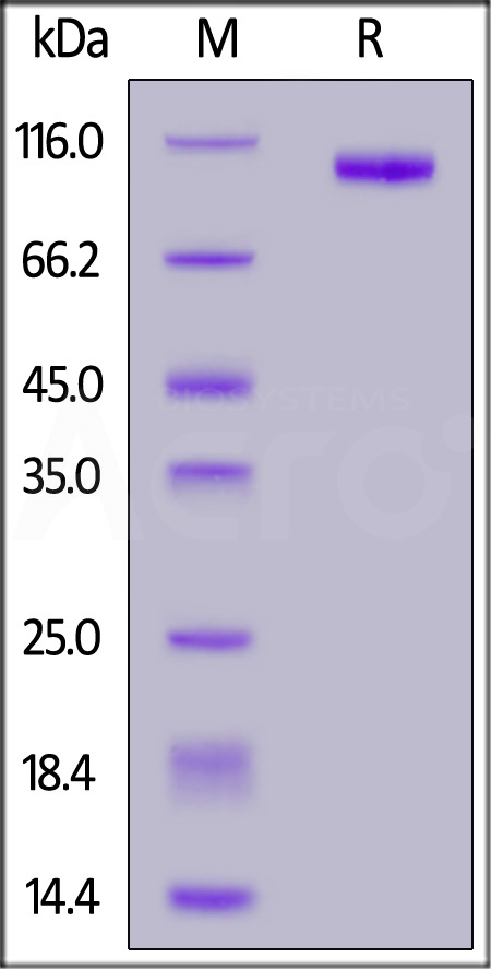 Cynomolgus / Rhesus macaque PTK7, His Tag (Cat. No. PT7-C52H3) SDS-PAGE gel