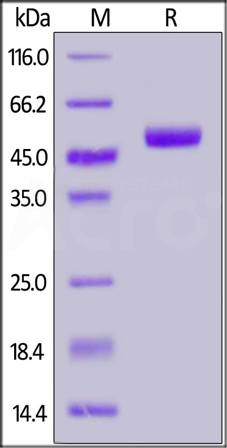 Human Nectin-2, His Tag (Cat. No. PV2-H52E2) SDS-PAGE gel