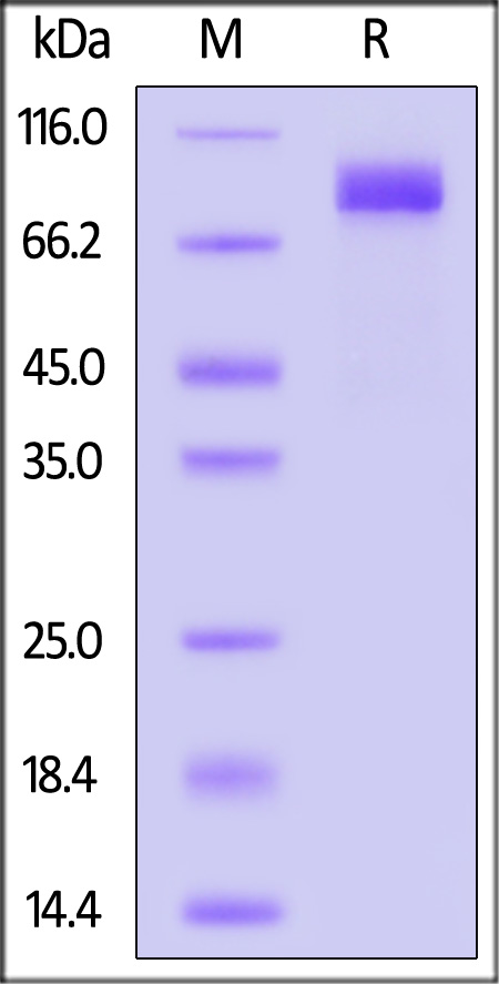 Biotinylated Human Nectin-3, Fc,Avitag (Cat. No. PV3-H82F3) SDS-PAGE gel