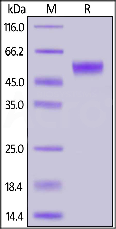 Biotinylated Human PVRIG Protein, Fc,Avitag (Cat. No. PVG-H82F9) SDS-PAGE gel