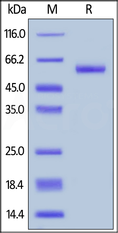 Biotinylated Human TNFSF11, Avitag,Fc Tag (Cat. No. RAL-H82F9) SDS-PAGE gel
