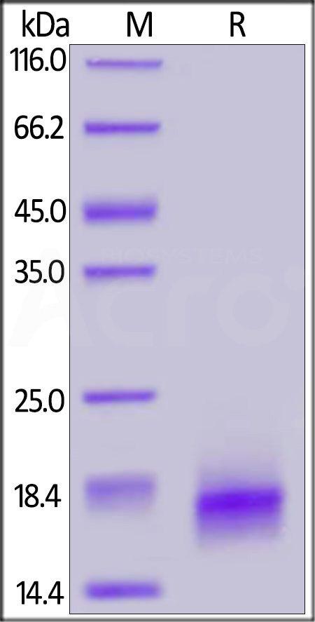Human / Cynomolgus / Rhesus macaque ROR1 (308-395, Kringle domain), His Tag (Cat. No. RO1-H5223) SDS-PAGE gel