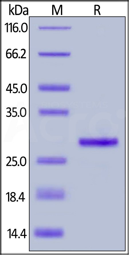 Recombinant Protein G, His Tag (Cat. No. RPG-S3140) SDS-PAGE gel