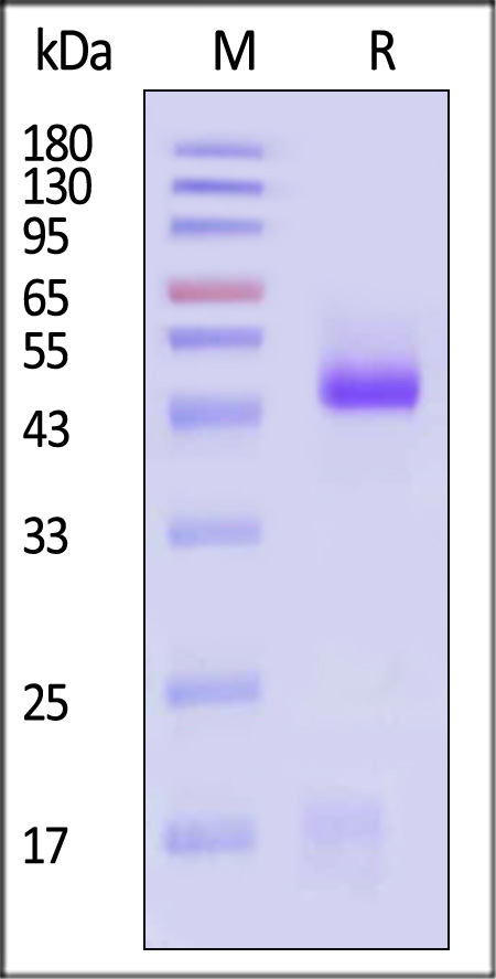 Post-Fusion glycoprotein F0 SDS-PAGE