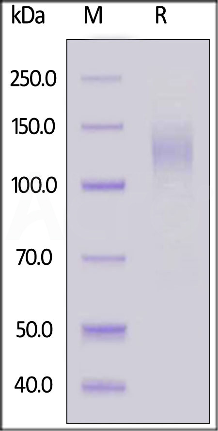 Biotinylated SARS-CoV-2 S1 protein, His,Avitag (Cat. No. S1N-C82E9) SDS-PAGE gel