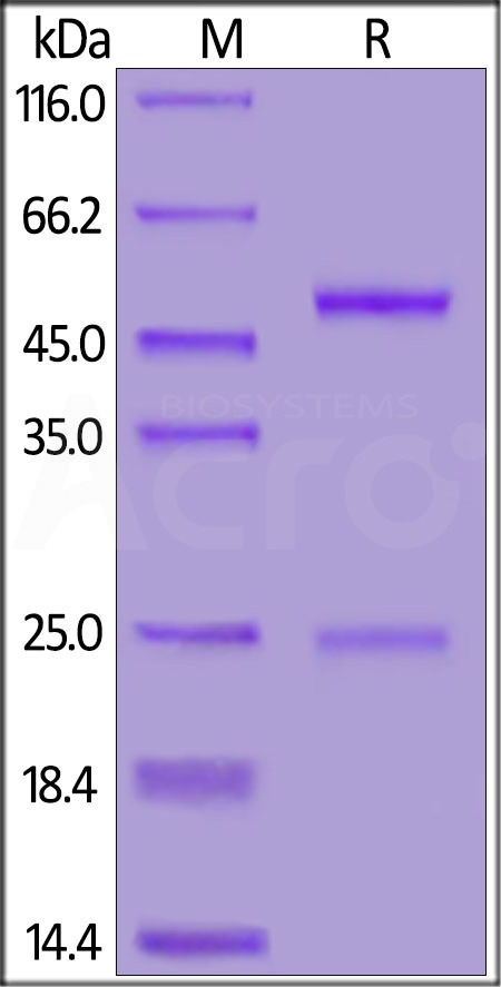Anti-SARS-CoV-2 Spike S1 Antibody, Mouse IgG1 (Cat. No. S1N-S58) SDS-PAGE gel