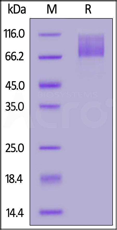 SARS-CoV-2 S2 protein, His Tag (Cat. No. S2N-C52H2) SDS-PAGE gel