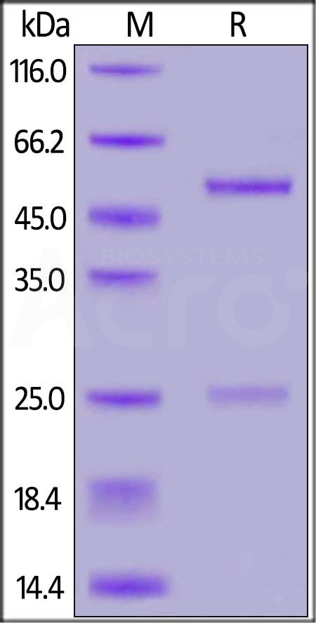 Anti-SARS-CoV-2 RBD Neutralizing Antibody, Human IgG1 (Cat. No. SAD-S35) SDS-PAGE gel