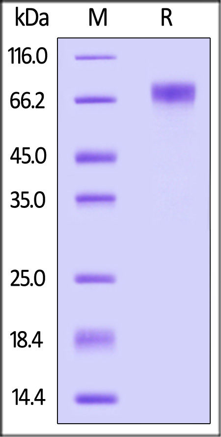 Biotinylated Human SCARB1, His,Avitag (Cat. No. SC1-H82E5) SDS-PAGE gel