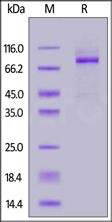 Human Secretory Component, Twin Strep Tag  (Cat. No. SCT-H5280) SDS-PAGE gel