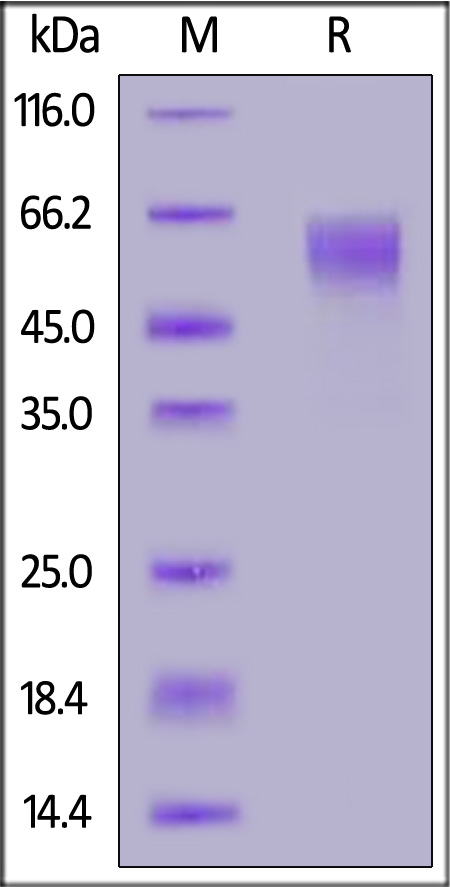 Biotinylated Human Siglec-7, His,Avitag (Cat. No. SG7-H82E7) SDS-PAGE gel
