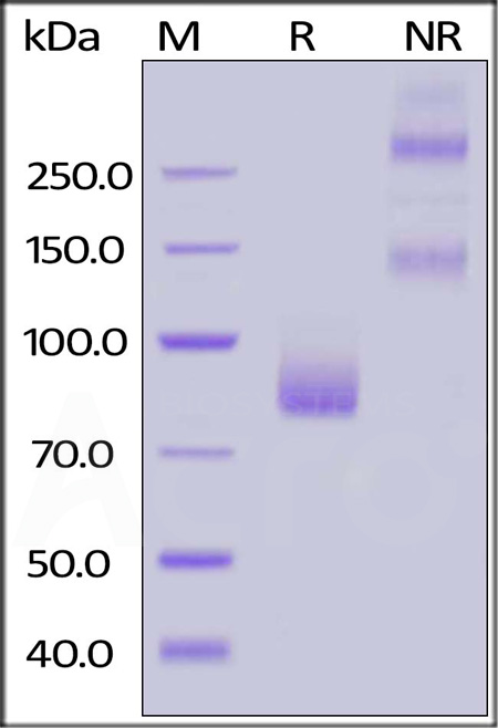 Human Siglec-6, Fc Tag (Cat. No. SI6-H5256) SDS-PAGE gel