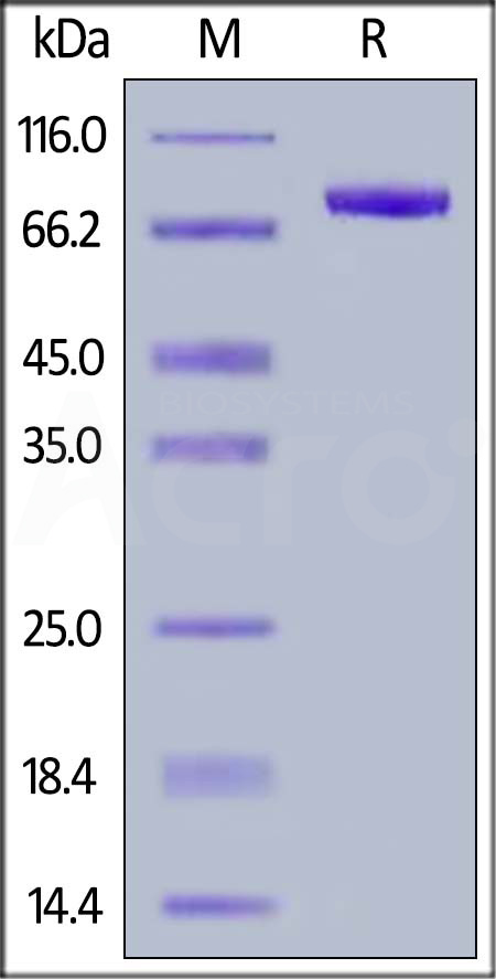 Human Siglec-8, Fc Tag (Cat. No. SI8-H5254) SDS-PAGE gel