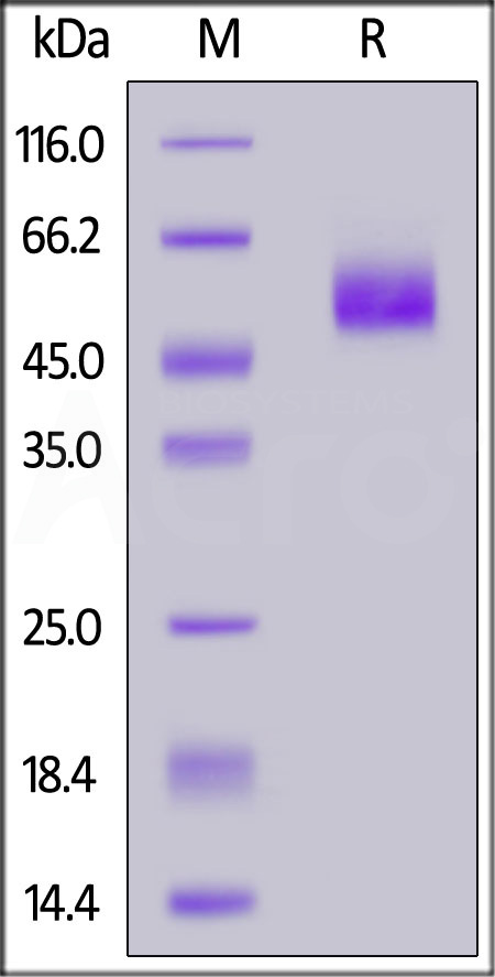 Human SIRP alphaV8, His Tag (Cat. No. SI8-H52H5) SDS-PAGE gel
