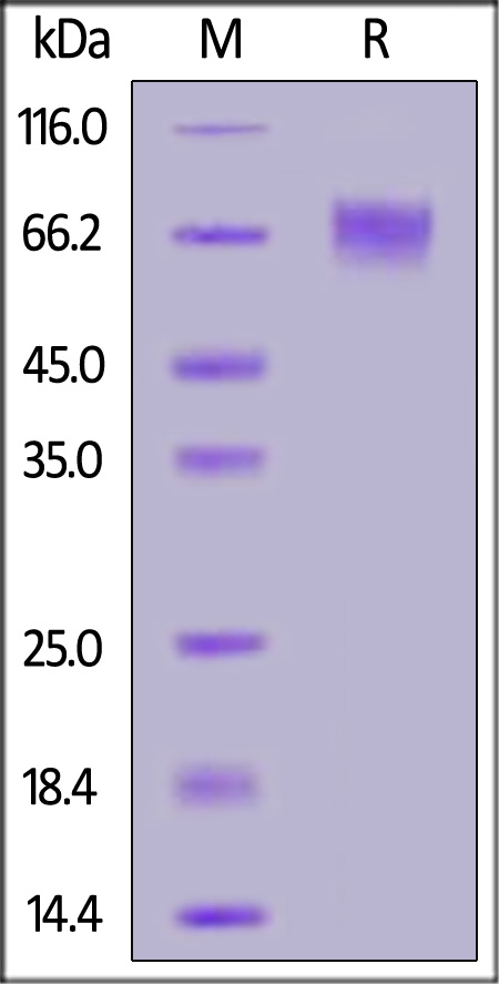 Biotinylated Human Siglec-9, His,Avitag (Cat. No. SI9-H82E9) SDS-PAGE gel
