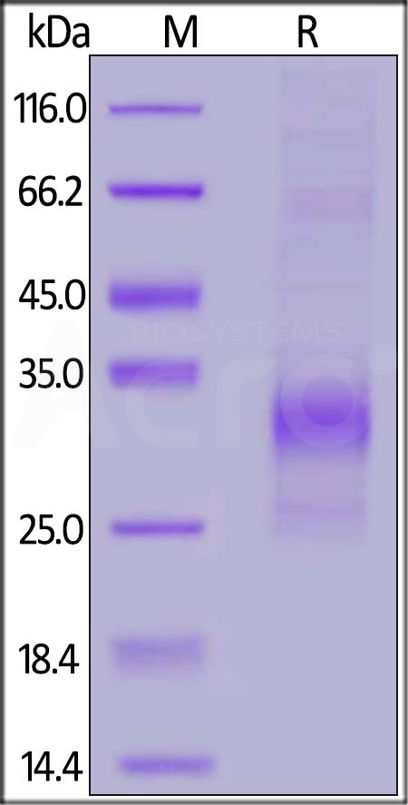 Biotinylated Human SOST, His Tag, primary amine labeling (Cat. No. SOT-H8245) SDS-PAGE gel