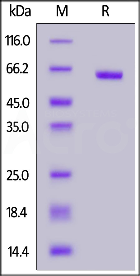 SARS-CoV-2 S protein RBD (N501Y), Fc Tag (Cat. No. SPD-C5253) SDS-PAGE gel