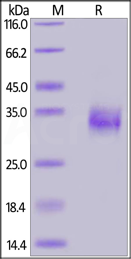 SARS-CoV-2 S protein RBD, His Tag (Cat. No. SPD-C52H2) SDS-PAGE gel
