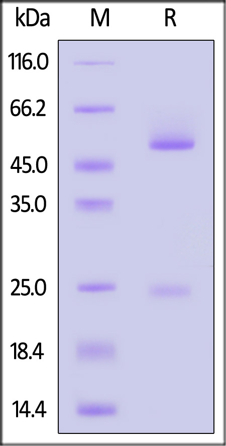 Anti-SARS-CoV-2 Omicron Antibody-3A7C12, Rabbit IgG (Cat. No. SPD-C73) SDS-PAGE gel