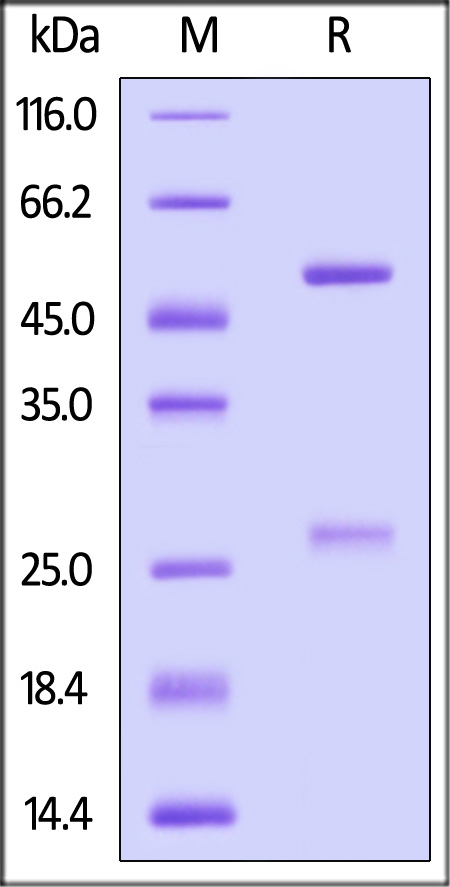 Anti-SARS-CoV-2 Spike RBD Antibody, Chimeric mAb, Human IgG1 (Delta Specific) (Cat. No. SPD-M370) SDS-PAGE gel